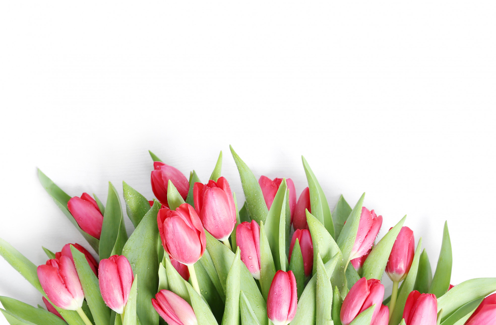 Tulips and their Symbolism: Discovering the Meanings Behind Different Colored Varieties