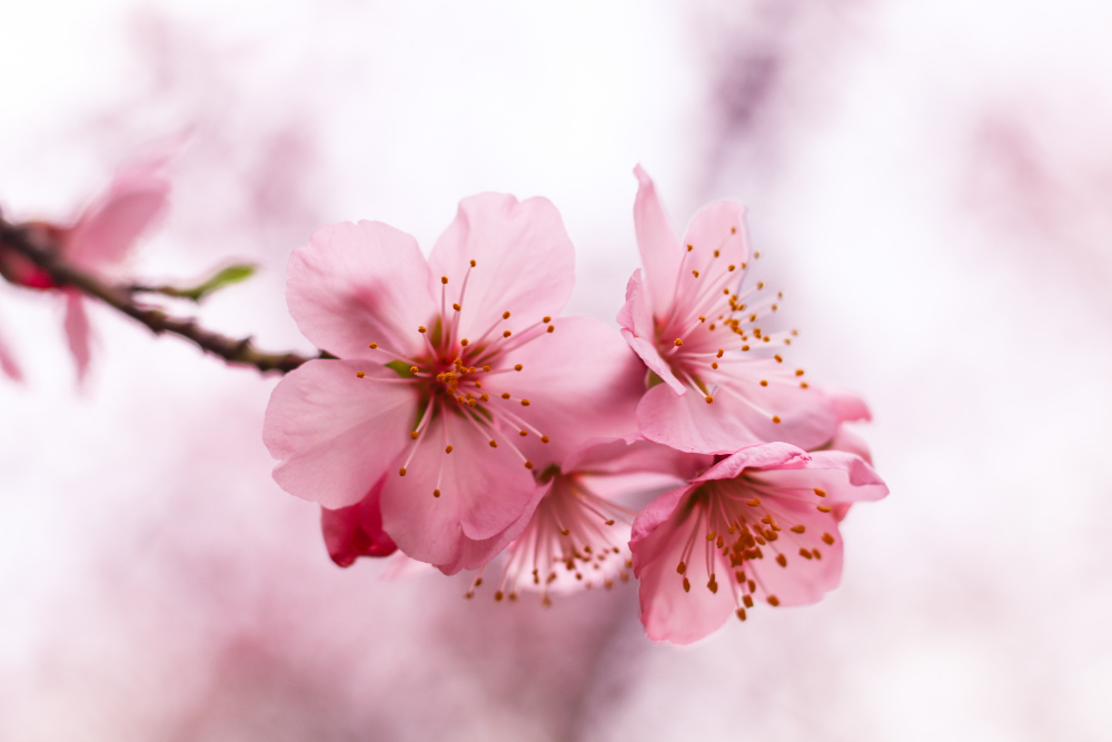 The Allure of Cherry Blossoms: Exploring the Symbolism and Cultural Significance