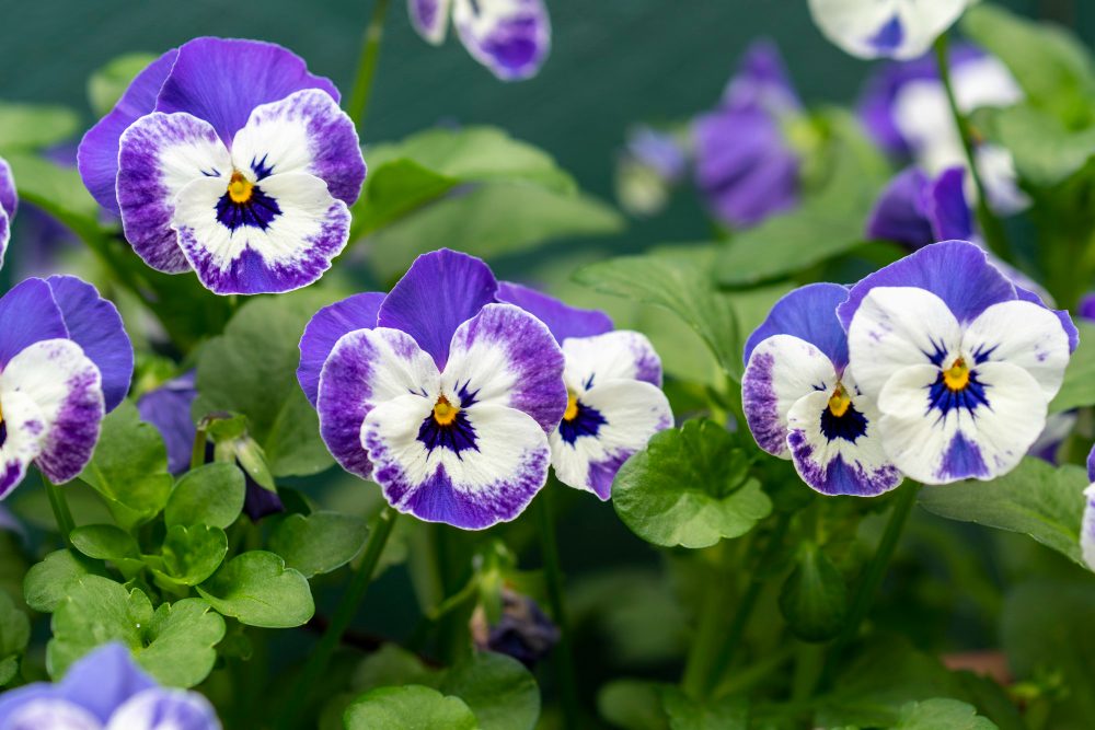 Vibrant Violets: Exploring the Mysterious Purple Hues in Nature