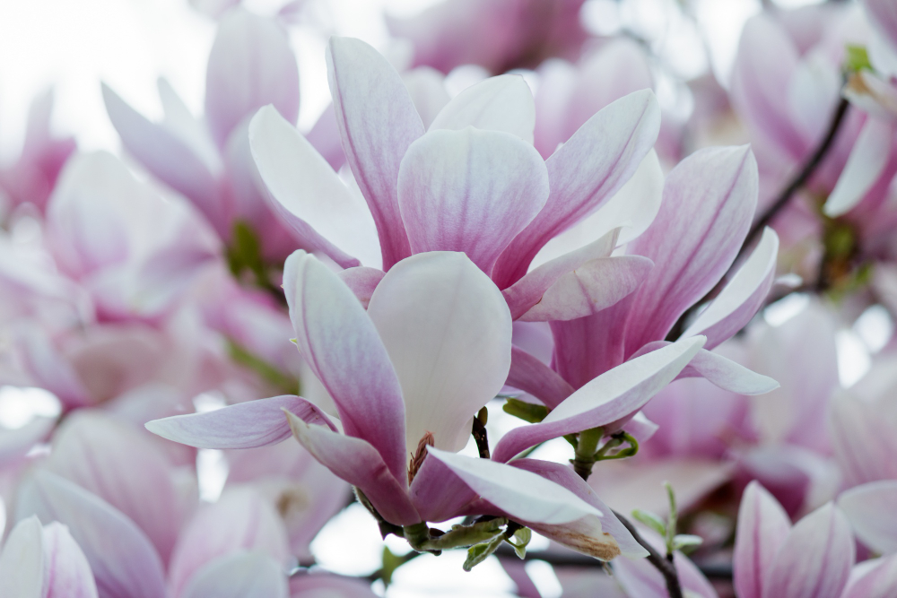 The Splendor of Magnolia Flowers: Exploring the Diverse Colors and Varieties