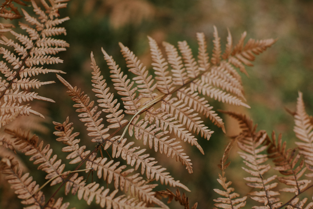 The Mystery of the Red Fern: Unraveling the Legend and Symbolism