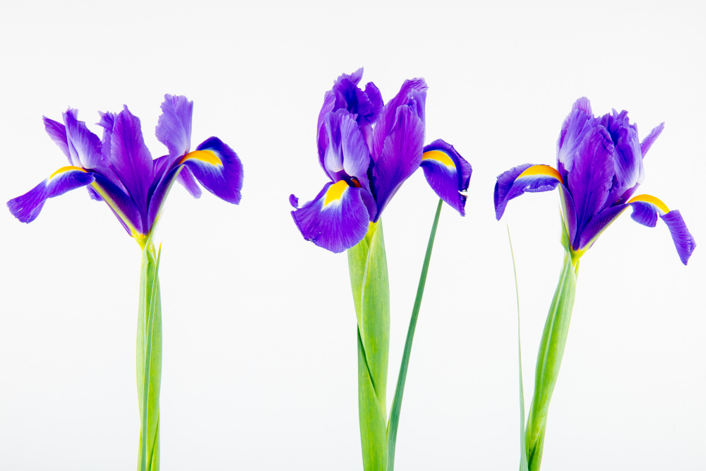 Iris Symbolism: Decoding the Meanings Behind Different Iris Colors