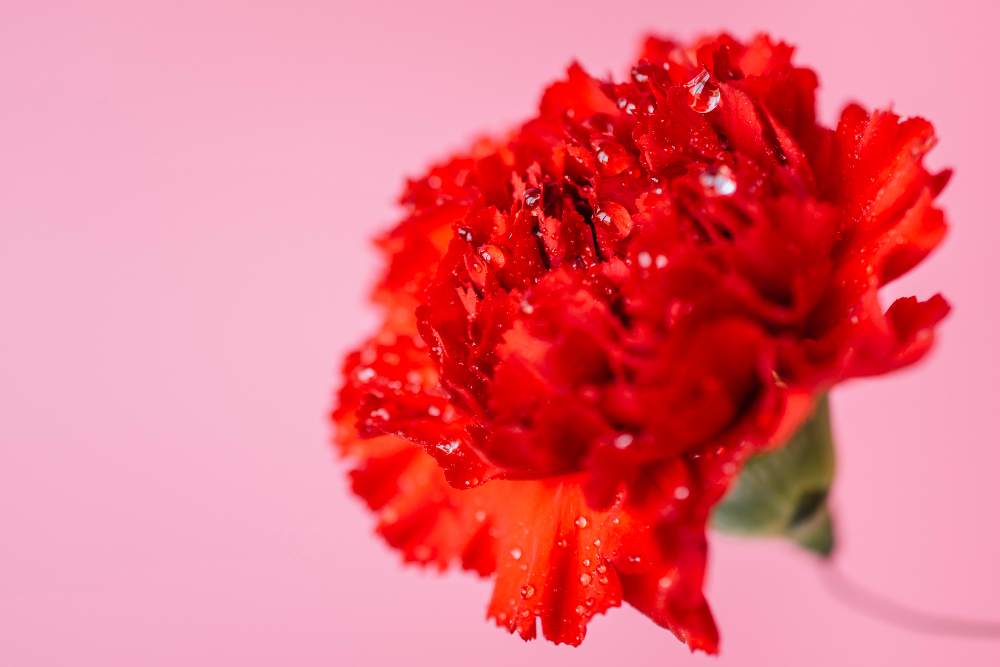 Carnations and Symbolism: Unveiling the Meanings Behind Different Colored Blooms